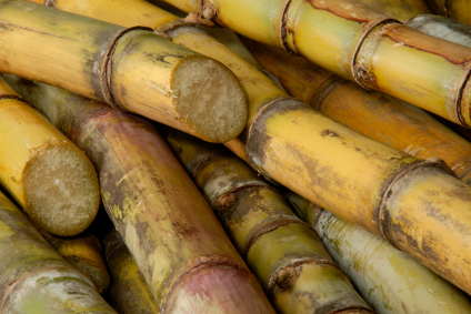 Sugarcane sticks