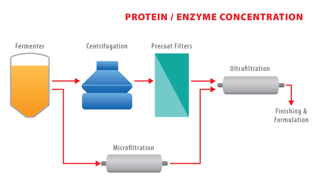 AD29 - Protein-Enzyme Concentration